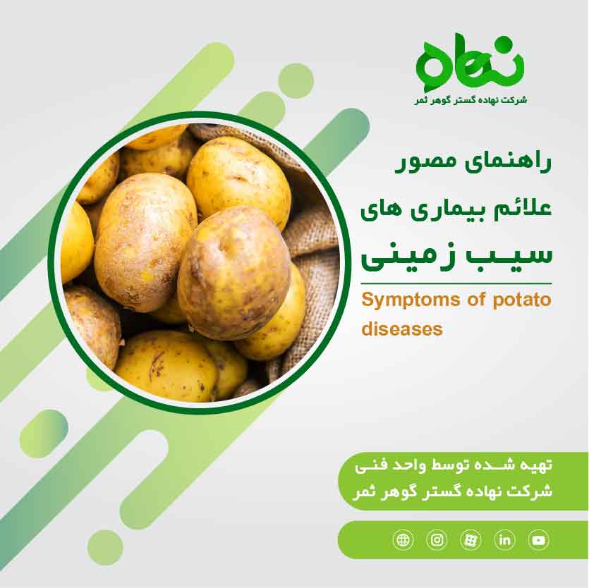 Symptoms of important disease and pests of potato